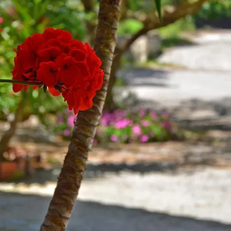 Belvedere Zakynthos Vasilikí